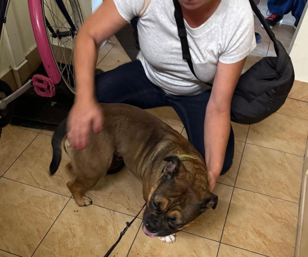 Służby uratowały psa skazanego na śmierć głodową! Dramatyczna akcja w Warszawie