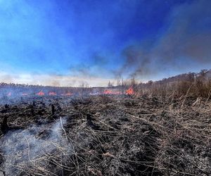 Pożar trzcinowiska nad jeziorem Dargin. Dwóch mężczyzn z zarzutami! Makabra na Mazurach