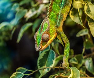Kameleony i ich niesamowite zdolności. Tajemnica wzroku odkryta!