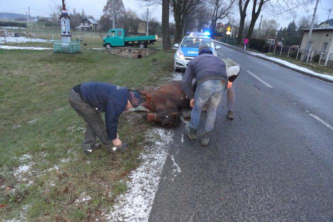 Zabił konia mercedesem. Nietypowy wypadek w Orzeszu 