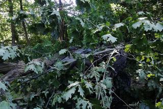 Dolny Śląsk: Samochód wypadł z drogi i dachował
