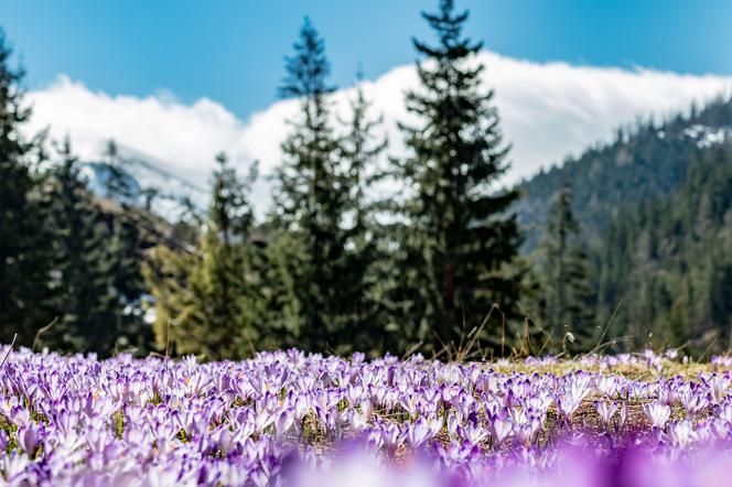 Krokusy 2019 już w Tatrach! Ośnieżone szczyty i "fioletowy dywan" robią wrażenie!