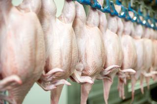 Czy będziemy jedli polskie kurczaki? „Zakaz uboju rytualnego to bankructwo producentów drobiu”