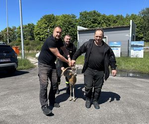 Młody jelonek wpadł do kanału portowego w Gdańsku. Uratowała go załoga Pioruna