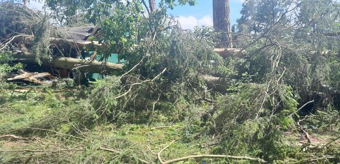 Zakaz wstępu do lasów pod Olsztynem. Zagrożenie na terenie trzech leśnictw