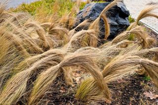 Zimowa ochrona traw ozdobnych: kiedy i jak je zabezpieczać przed mrozem?