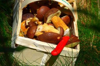 Zbierasz grzyby? Ekspert nie ma dobrych wieści. O tej porze...