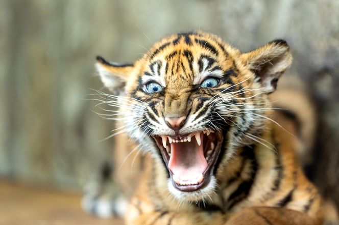 Cztery tygrysy sumatrzańskie z wrocławskiego zoo otrzymały imiona