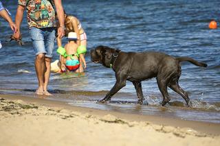 Z pupilem na plaże? Te miejsca w Trójmieście to raj dla czworonogów! 