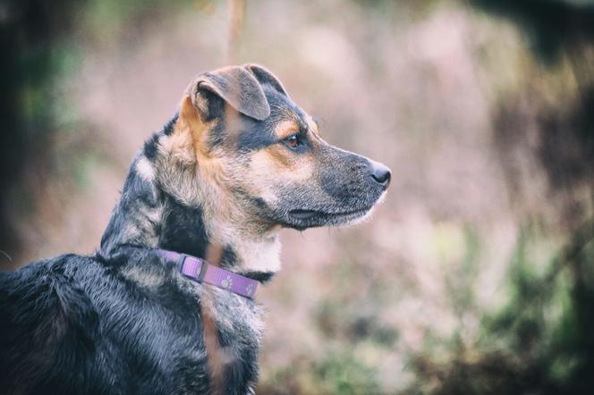 Tinaja czeka na nowy dom. Adoptuj psa ze schroniska w Białymstoku