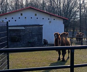 W Śląskim Ogrodzie Zoologicznym narodził się maleńki wielbłąd. Franek już teraz skrada serca