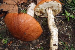 Jakie grzyby zbierać w lipcu?