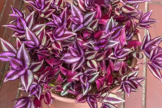 Zalewam wodą, później podlewam trzykrotkę. Domowy nawóz, dzięki któremu trzykrotka się zagęszcza