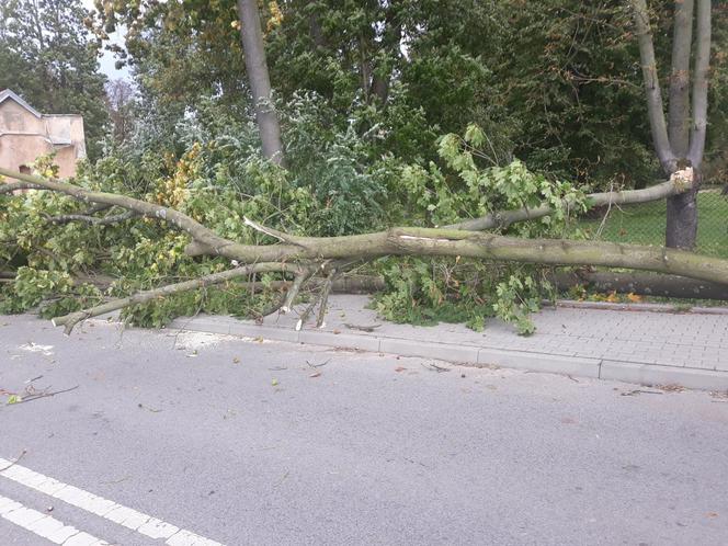 Powiśle. Halny łamał gigantyczne drzewa jak zapałki i przewracał je na samochody!
