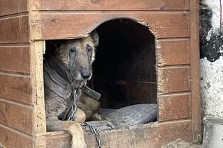 Pies w ostatniej chwili został uratowany z posesji w Lublinie. Na leczenie uzbierano ponad 8 tys. zł