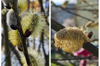 Wiosna zawitała do Wrocławia. Zebraliśmy Wasze zdjęcia pierwszych oznak wiosny, Zobaczcie, jakie piękne!
