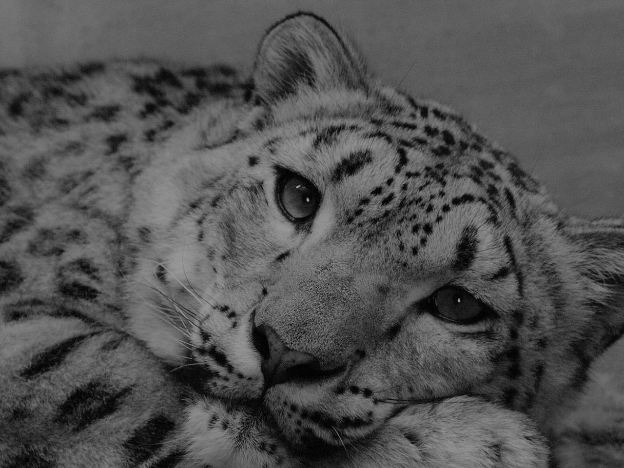 Pantera śnieżna z warszawskiego zoo zmarła na COVID-19! To prawdziwa tragedia