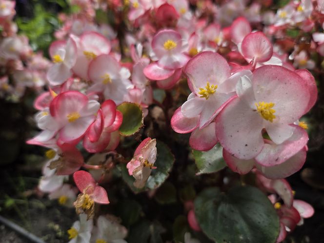 Spacer przez muzyczne serce Bydgoszczy. Park Kochanowskiego zachwyca historią i klimatem