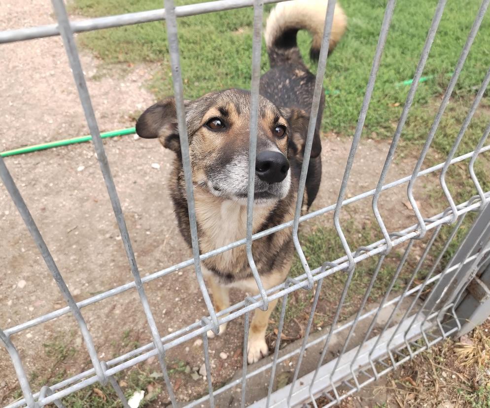 Pełne miłości wzajemności szukające.  Psiaki z Arki polecają się do adopcji 