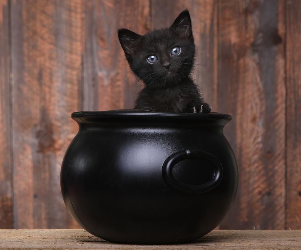 Czy czarne koty przynoszą pecha? Te przesądy trzeba znać! 