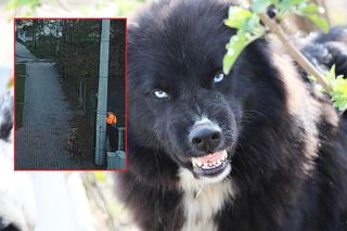 Trzy agresywne psy zaatakowały chłopca. Dziecko musiało wskoczyć na siatkę. Interweniował kierowca