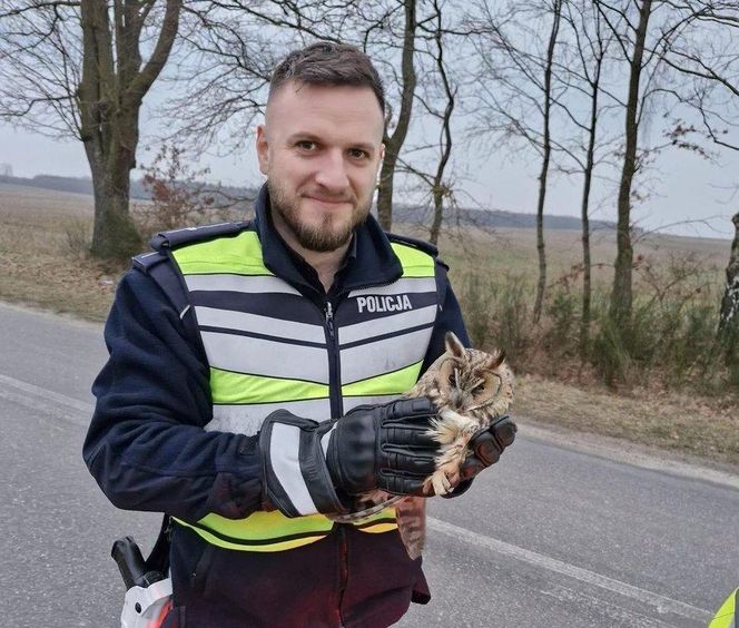 Policjanci drogówki uratowali puchacza