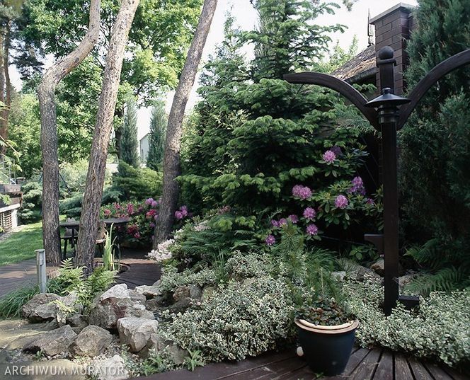 Nowe stawki za usunięcie drzew i krzewów od lipca 2017 r. - sprawdź ile zapłacisz za wycięcie drzewa