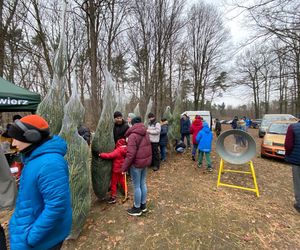 Akcja wycinania choinek w leśnictwie Grodziec