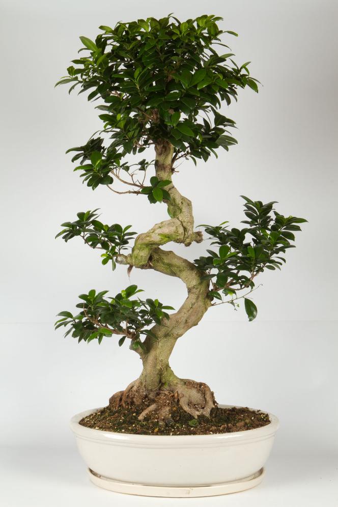 Drzewko bonsai