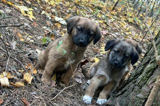 Seniorka zostawiła na pastwę losu sześć szczeniaków. Odpowie przed sądem za znęcanie się nad nimi. Wciąż ma zwierzęta pod opieką!
