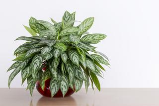 aglaonema