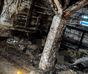 Horror koło Ostródy. Zwierzęta konały bez światła, wody i jedzenia