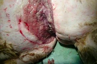 [DRASTYCZNE ZDJĘCIA] PORZUCONY PIES.