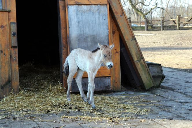  Warszawskie zoo ma nowego mieszkańca. To trzecie dziecko Primy i Larsa
