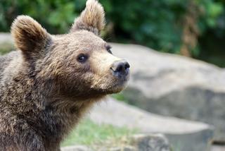 Bieszczady: Zwiększa się populacja niedźwiedzi [AUDIO]