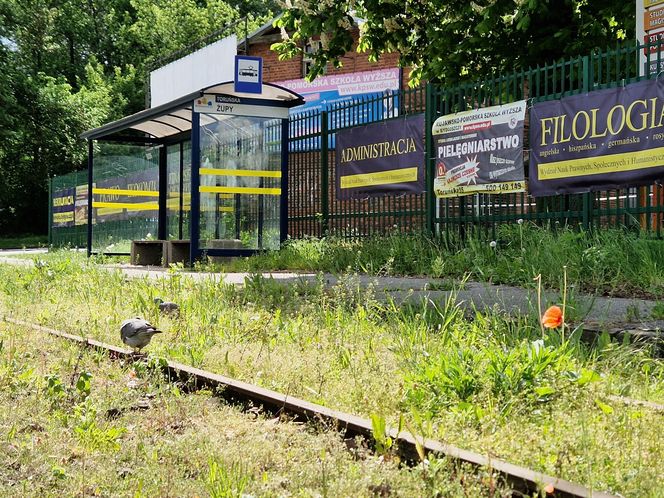 Torowisko tramwajowe na Babiej Wsi w Bydgoszczy zarośnięte chwastami. Tramwaje zniknęły stąd lata temu