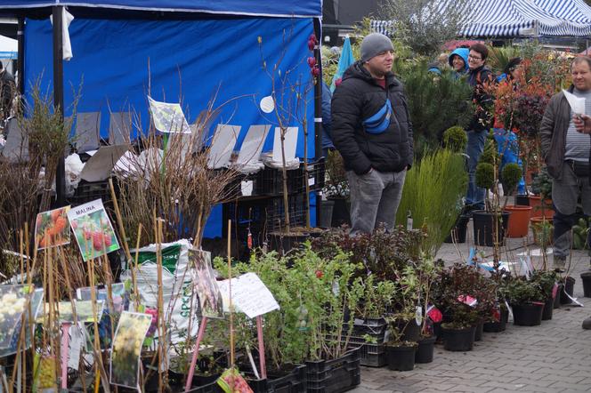 Wiosenny Kiermasz Ogrodniczy przy bydgoskim Torbydzie [ZDJĘCIA]