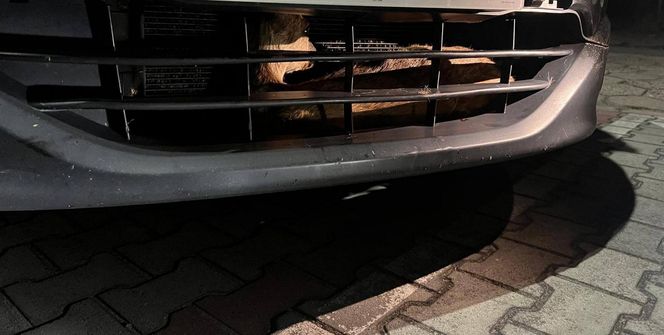 Wypadek pod Łaskiem. Sarna zaklinowała się między zderzakiem a chłodnicą pojazdu