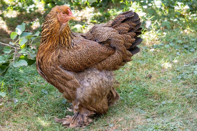 Brahma kuropatwiana