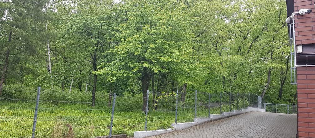  Katowice. Kolejne osiedle zamiast zieleni. Wytną drzewa! Mieszkańcy są OBURZENI! 