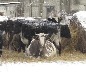 Stado krów w lubelskiej wsi stoi pod gołym niebem. Tyle lat tak żyły i nic im nie było