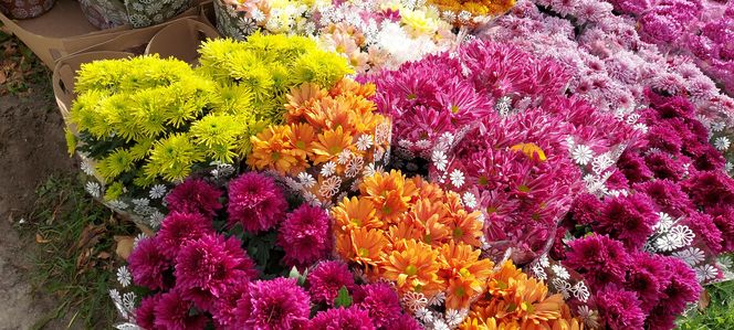 Przygotowania do Wszystkich Świętych Zamość