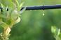 Nawadnianie kropelkowe – jak wykonać system nawadniania kropelkowego w ogrodzie?