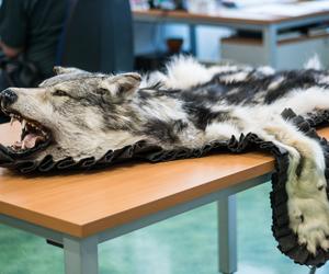 Wysoka grzywna za futro z wilka kanadyjskiego. Uważaj na  pamiątki przywożone  z wakacyjnych wojaży 