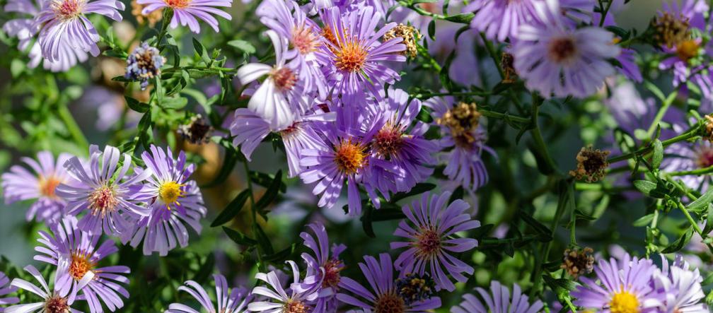 Aster alpejski