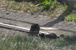 Makabryczny wypadek na Nowym Bemowie. Nie żyje mężczyzna zmiażdżony przez tramwaj