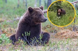 Spotkał dwa niedźwiedzie w lesie w Małopolsce! Udało mu się nagrać ten wyjątkowy widok