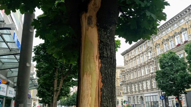 Ktoś celowo okalecza drzewa w centrum Szczecina