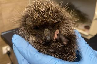 Jeż Franio za mały, żeby przetrwac zimę