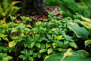 Znakomicie nadaje się jako roślina okrywowa do zacienionych miejsc w ogrodzie. Jak dbać o runiankę japońską?